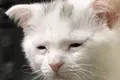 台北之星 